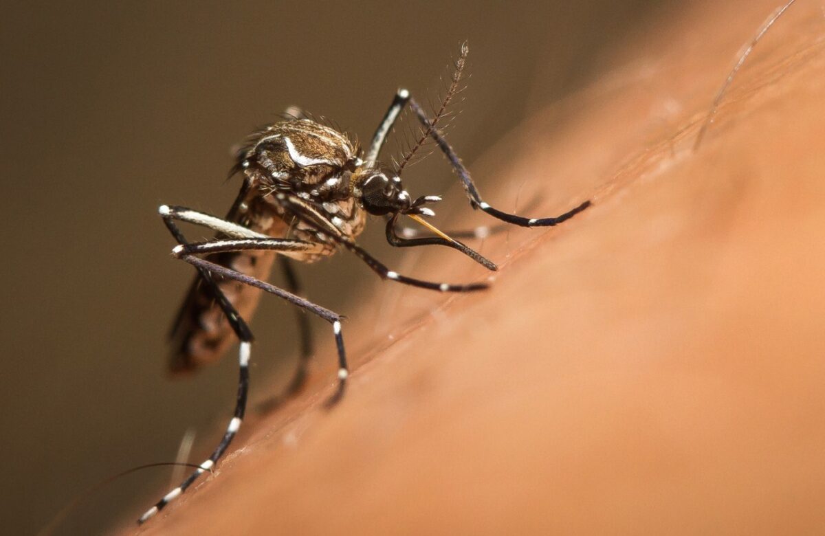 Riscul de boli transmise de ţânţari, inclusiv febra dengue şi virusul West Nile, tot mai ridicat în Europa