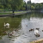 Un activist de mediu cere modificarea OUG pentru salvarea spațiilor verzi, promovată de Diana Buzoianu: „Abordarea este greșită”