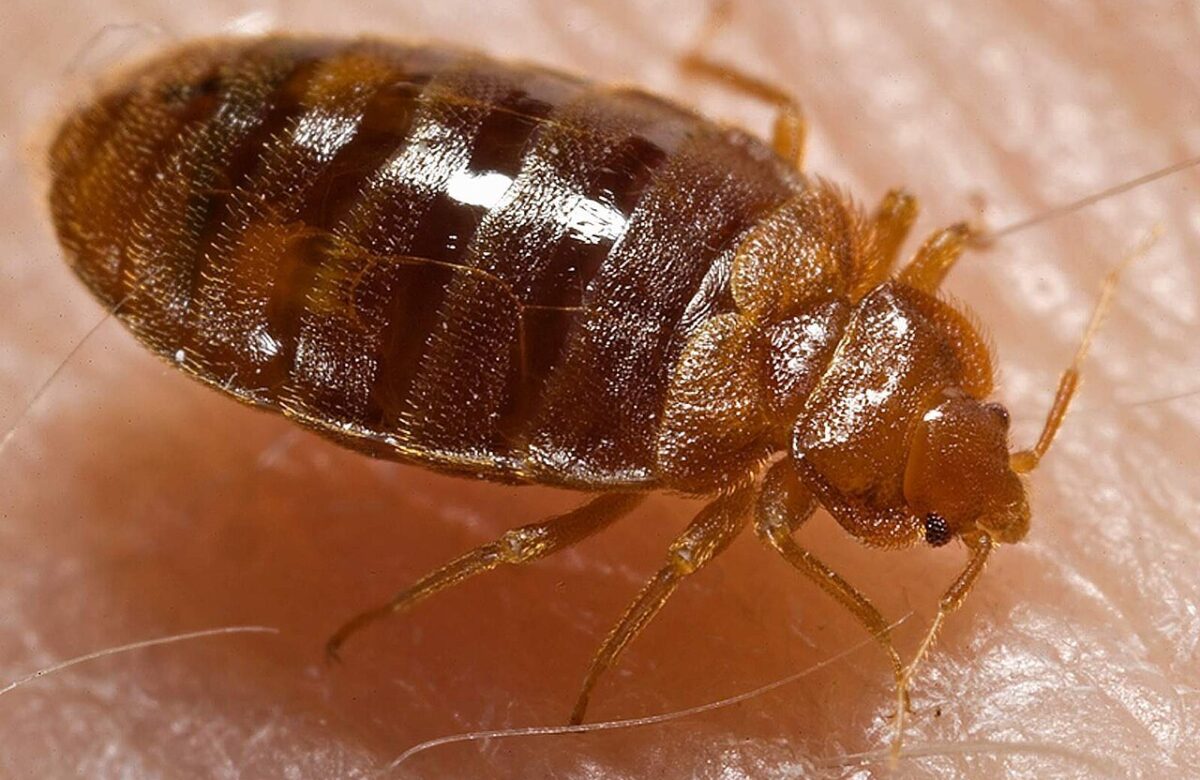 Cum arată mușcătura de ploșniță și ce poți face dacă găsești insecta în casă. Semnele care nu trebuie ignorate