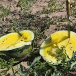Pepenii cu miez galben din Sahara Olteniei sunt fructele-vedetă ale verii