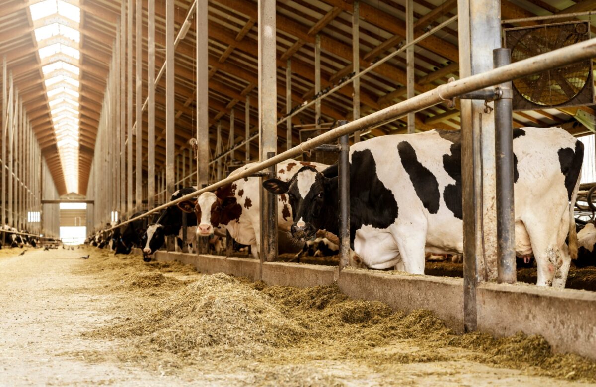 Subvenții noi pentru bovine și porcine, votate în Parlament