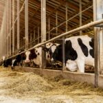 Subvenții noi pentru bovine și porcine, votate în Parlament