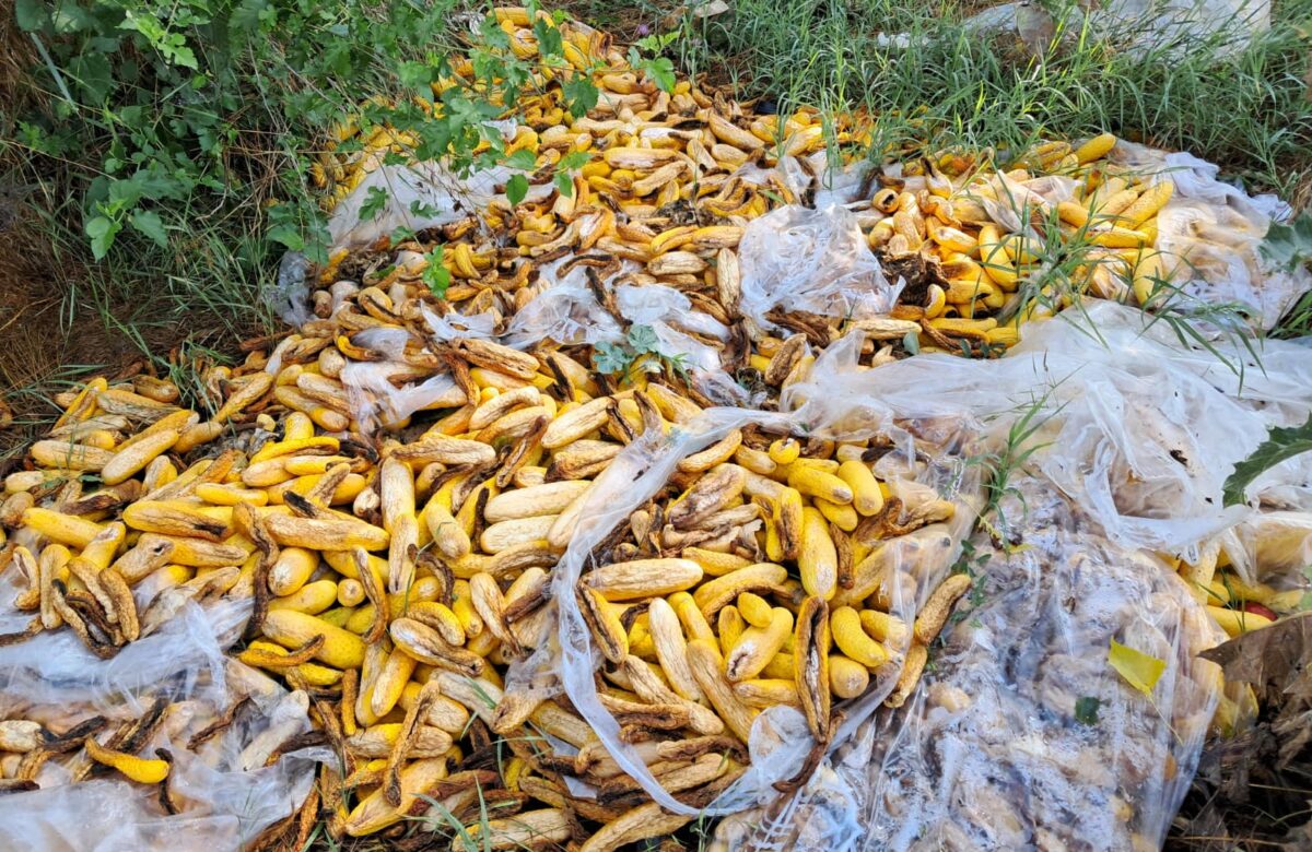 5 lei sacul de 20 kg de castraveți