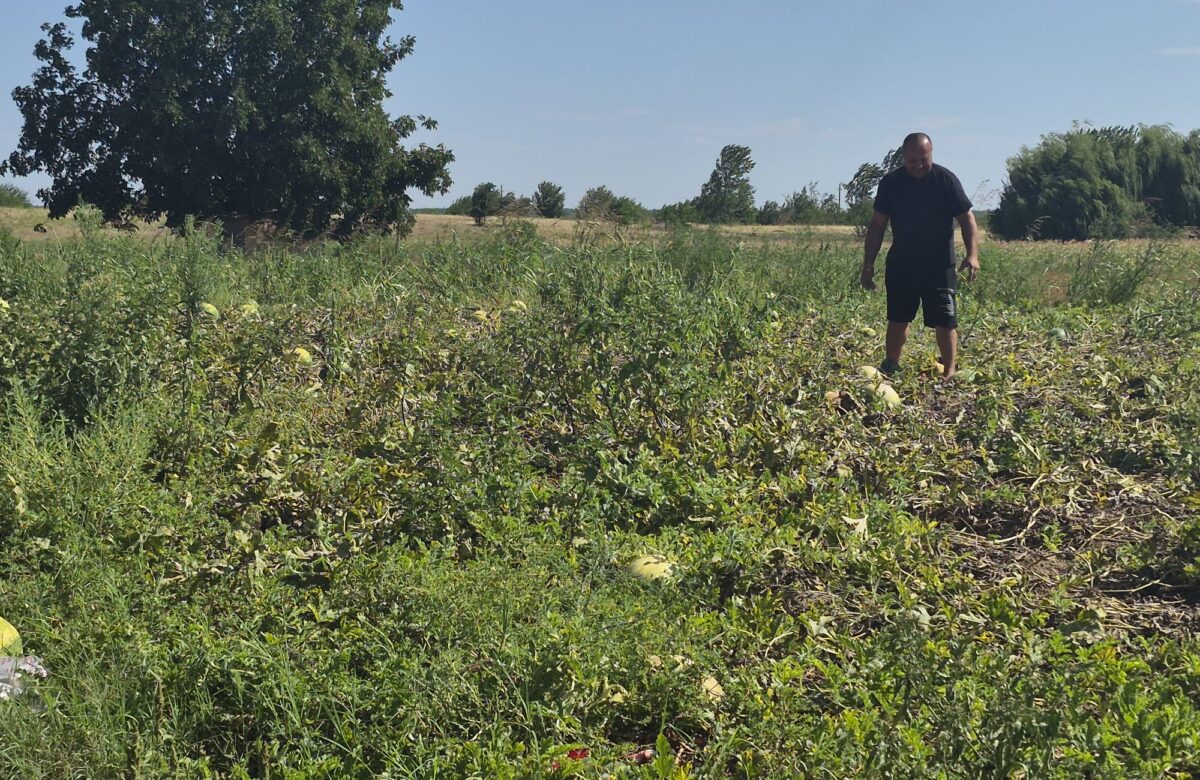 Zeci de tone de pepeni, abandonate pe câmp din cauza prețului mic. Fermierii au ieșit pe pagubă