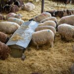 Variolă ovină în Tulcea: Patru focare confirmate