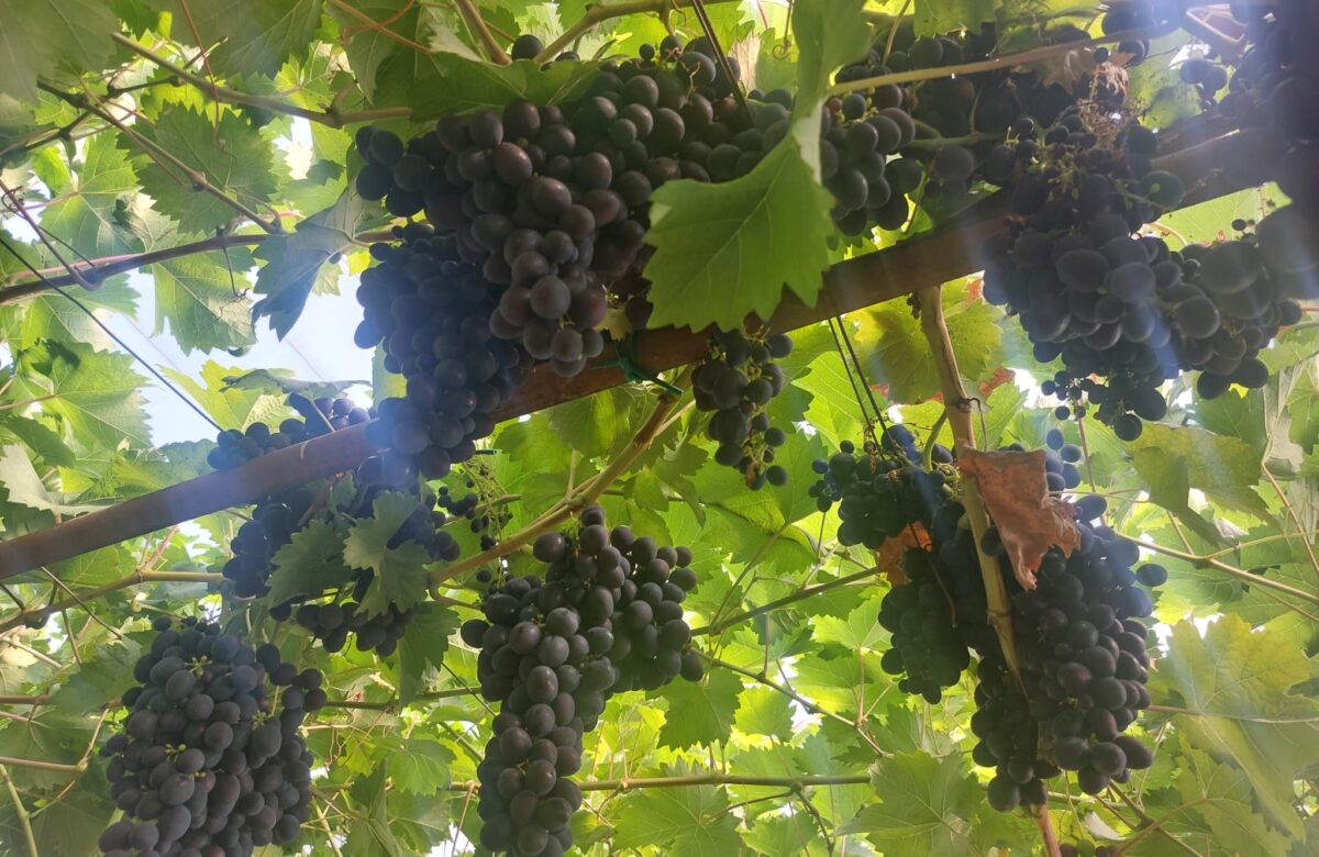Din cauza temperaturilor extreme, recolta de struguri ar putea începe mai devreme ca niciodată în Spania
