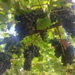 Din cauza temperaturilor extreme, recolta de struguri ar putea începe mai devreme ca niciodată în Spania